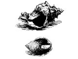 Top: Tyrian Rock Shell (Murex trunculus). Bottom: Dog whelk (Purpura lapillus) - sources of Purple dye.